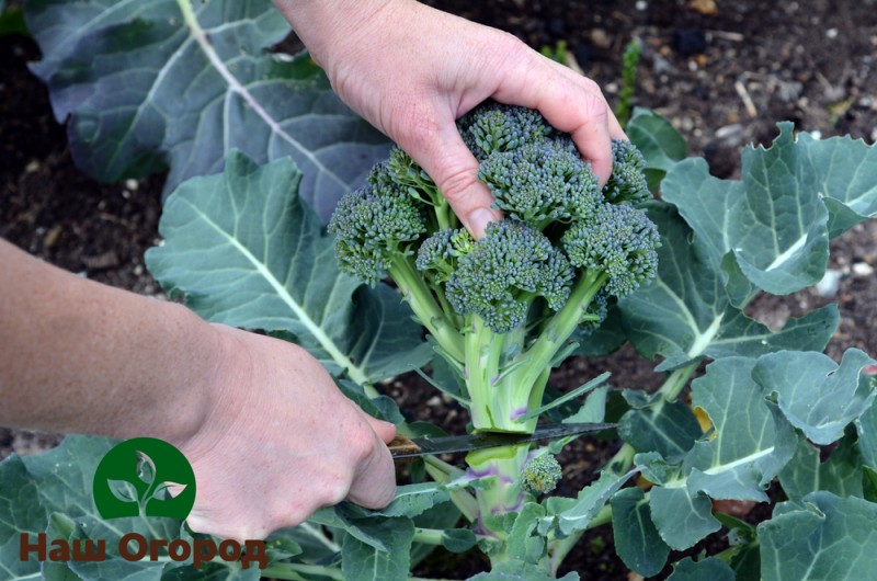 Pestovaná brokolica by nemala byť rezaná príliš blízko zeme, oveľa menej trhaná koreňmi.