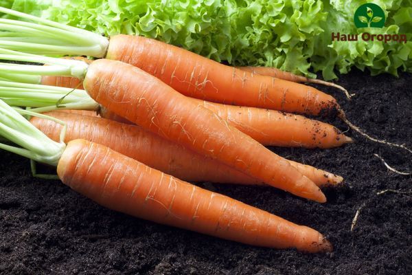 White small carrot roots indicate that the carrots are already ripe and can be removed from the garden