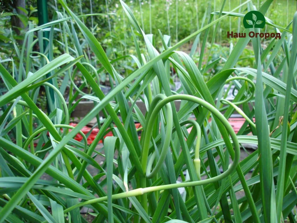 garlic in the garden