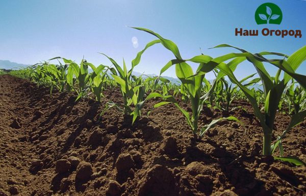 Kako bi kukuruz dao dobar rast, a u budućnosti i plodove, mora se redovito hraniti organskim gnojivima.