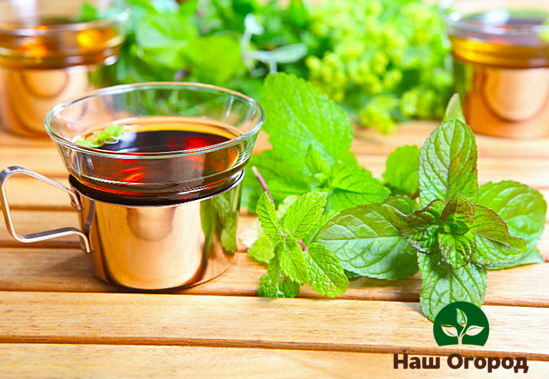 Lemon balm tea is very effective for colds and stress
