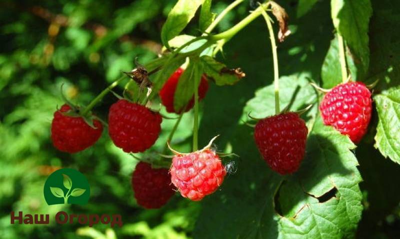 Raspberry bushes need timely rejuvenation, because over time, the soil weakens and begins to hurt