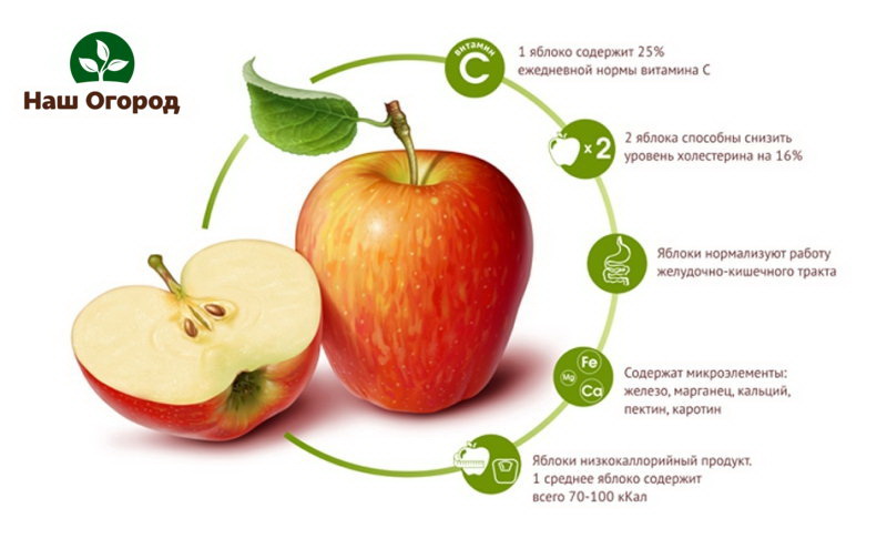 Apples contain a huge amount of beneficial vitamins and minerals
