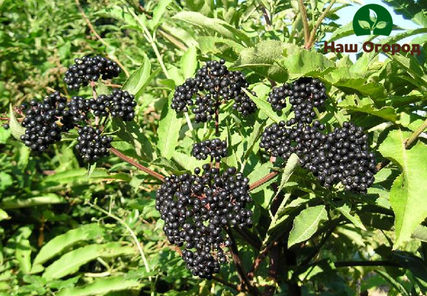 Elderberry di kebun akan membantu melindungi gooseberry dan currants dari serangan ulat.