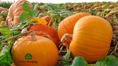 This can be your pumpkin crop with proper crop care