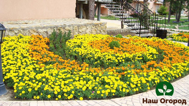 Ang isang bulaklak na kama ng marigolds, na may wastong pangangalaga para dito, ay palaging magiging kasiyahan ng mata