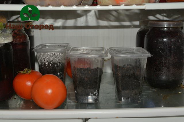 Семената за съхранение могат да се оставят в хладилника