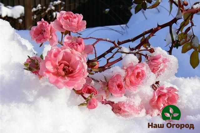 Snow-covered roses