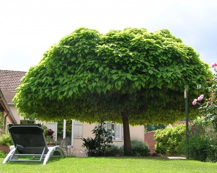 strom katalpy