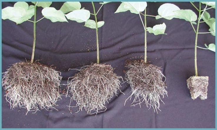 semis d'arbres catalpa, reproduction