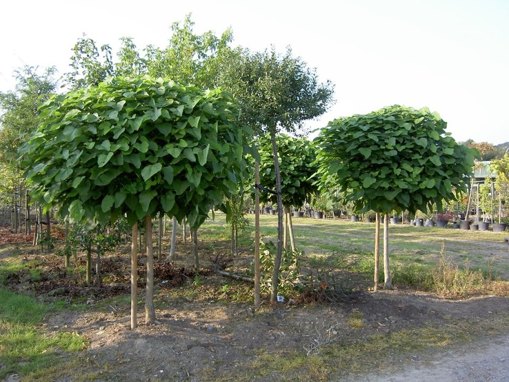 catalpa tree tree care