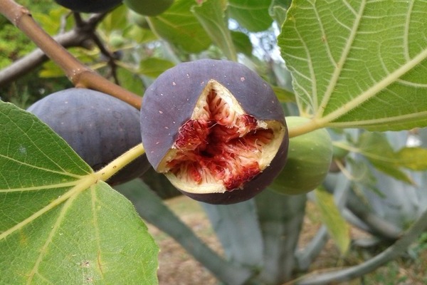 Плодове от смокиня
