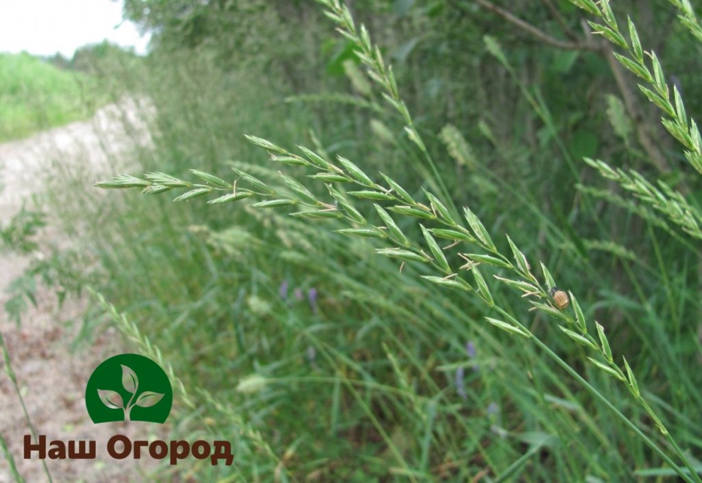 Plazivá pšeničná tráva je vďaka svojim liečivým vlastnostiam schopná prospieť nielen vám, ale aj vašim domácim zvieratám