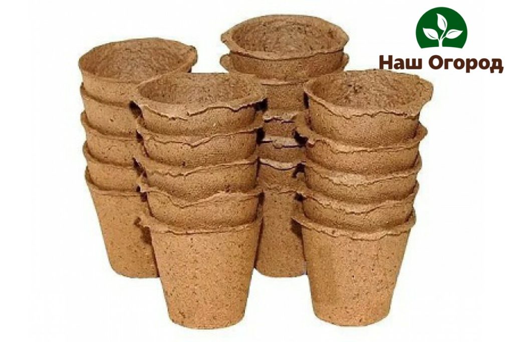 Peat-peat pots for cutting roses