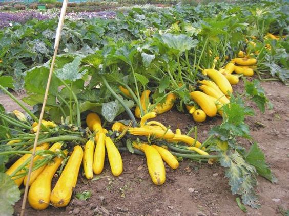 Planting zucchini for seedlings will significantly accelerate the ripening of the crop.