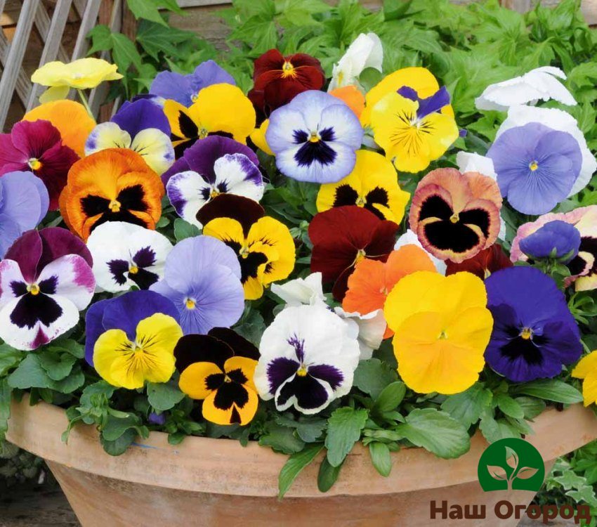 يمكن العثور على زهور البانسي بألوان مختلفة تمامًا ، لذلك ، بتطبيق خيالك ، يمكنك إنشاء تنسيقات زهور كاملة من الفانوس