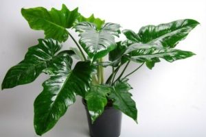 philodendron species