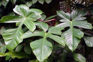 omsorg for philodendron