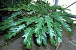 philodendron photo