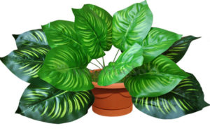 Philodendron-Foto