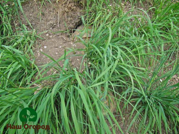 L'herbe de blé est la mauvaise herbe la plus dangereuse pour la culture des buissons de cassis
