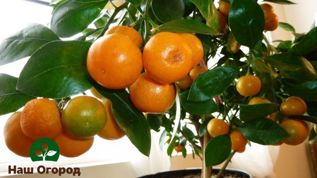 When growing a fruit tree at home, additional lighting may be required