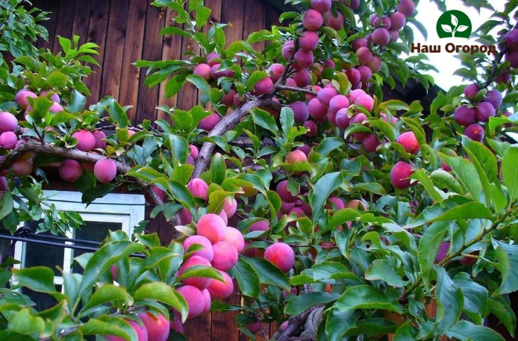 prune dans le jardin