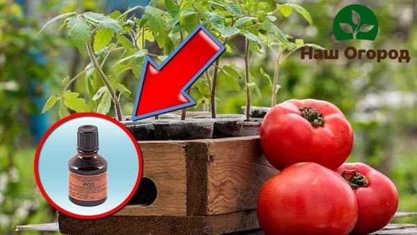 Koreňový dresing na paradajky by sa mal vykonávať niekoľkokrát za sezónu, v závislosti od štádia vývoja rastlín.
