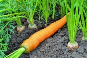 Hvordan dyrke gode gulrøtter