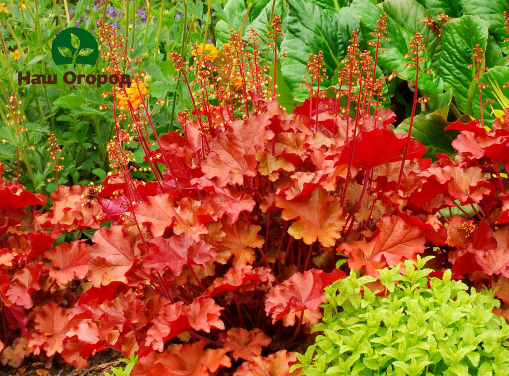 Heuchera is charming plants for creating bright spots in the landscape.