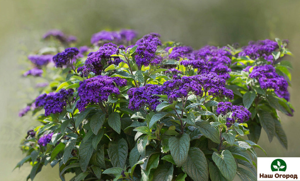 Heliotrope is a traditional favorite for a scented garden.