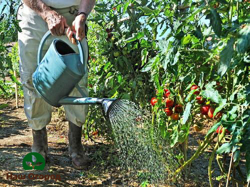 Before watering, you need to check the condition of the soil and determine how much it needs watering