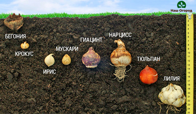 At what depth should be planted summer bulbs of different colors