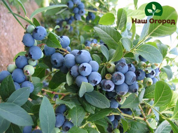 Blueberry variety Bluecrop is able to withstand both drought and light frosts.