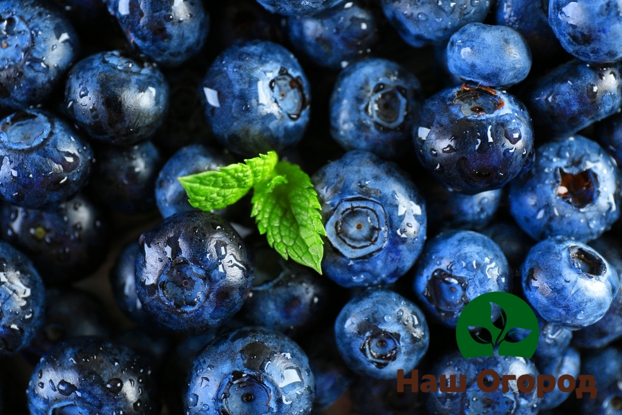 Northblue blueberries are well suited for long distance transportation