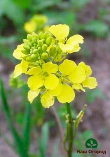 With proper care, the mustard plant will delight the eye with its appearance.