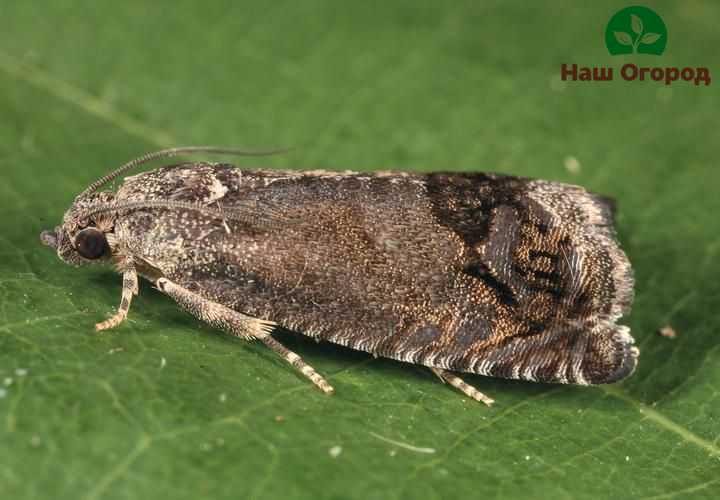 Pea moth (leafworm)