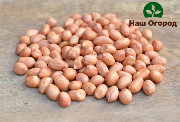 Peanut seeds are high in carbohydrates