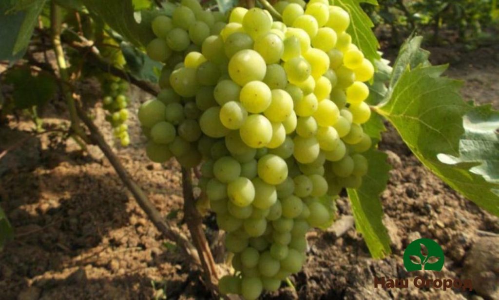 Rusbol grape variety