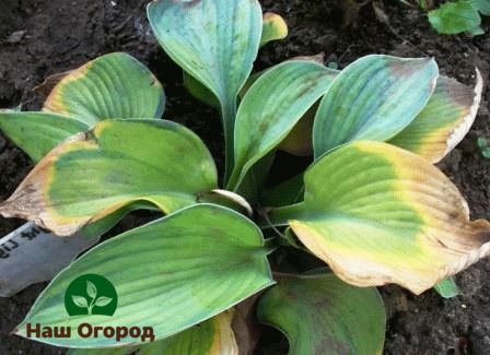 To avoid hosta diseases, it is necessary to carefully monitor the condition of the leaves of the plant and apply suitable fertilizing and fertilization.