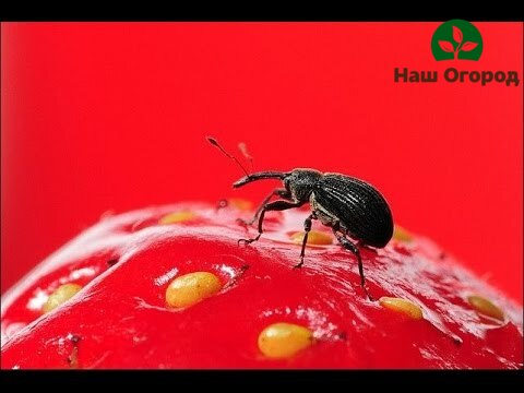 Malina -jahoda weevil - malý škodca bobúľ