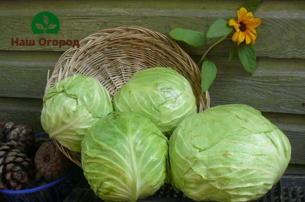 Cabbage is grown both for vegetable purposes and for fodder purposes.