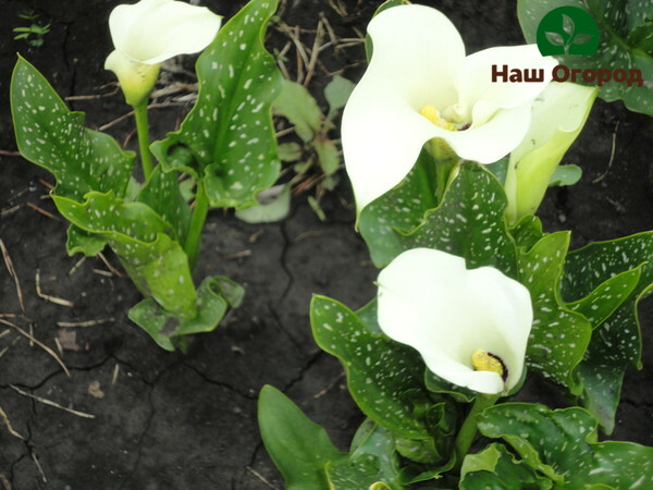 Det er uønsket å plante callaliljer for tett til hverandre. Dette kan provosere utviklingen av sykdommer i blomster.