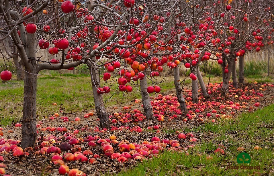 สวนแอปเปิ้ล