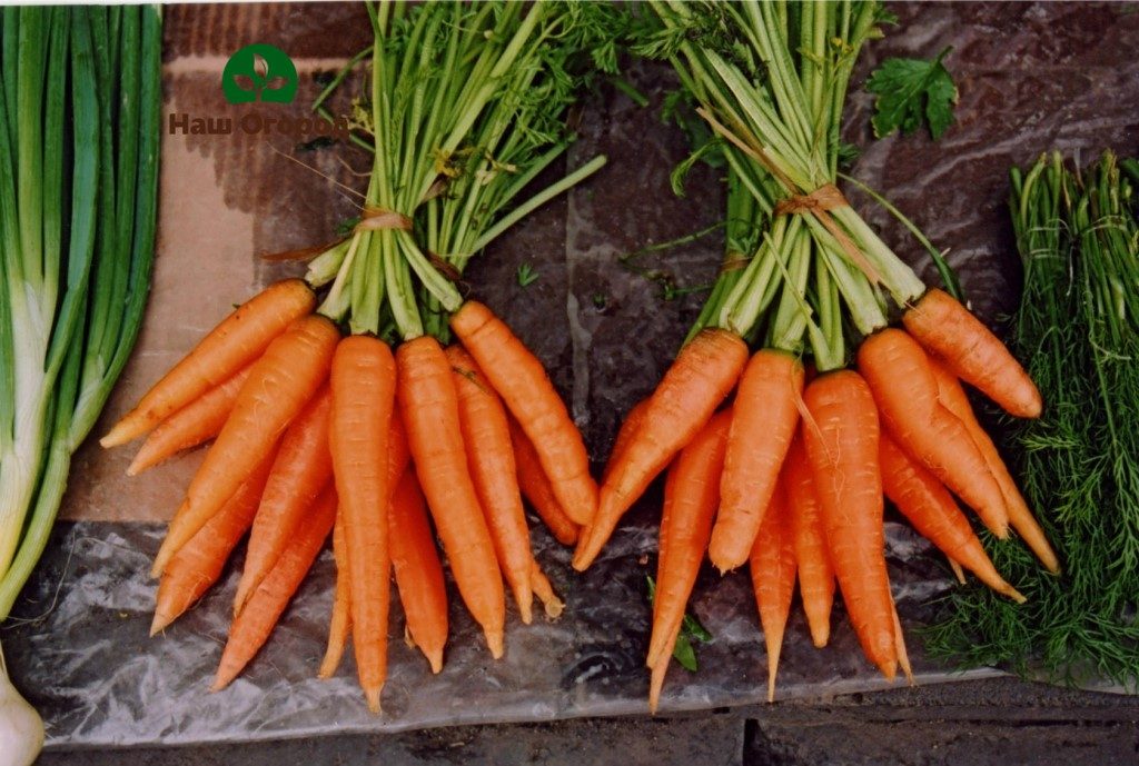 засяване на семена и съхранение на моркови