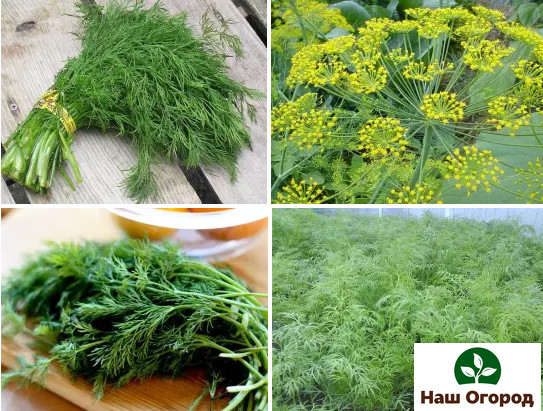 In the summer, dill can be sown every ten to fifteen days and harvest.
