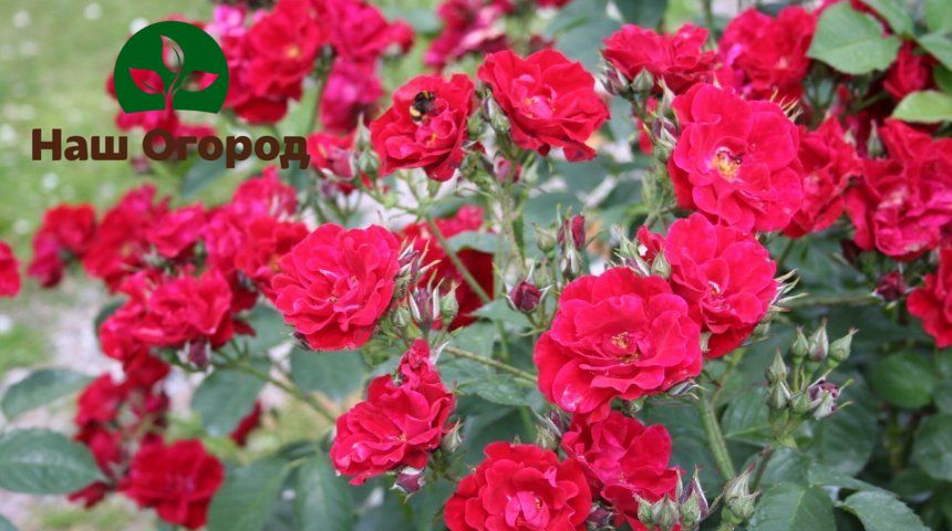 Ruže Floribunda môžu kvitnúť v niekoľkých vlnách