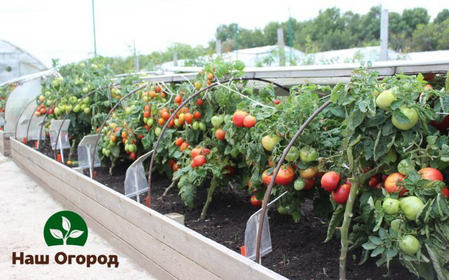 menanam tomato menggunakan anak benih