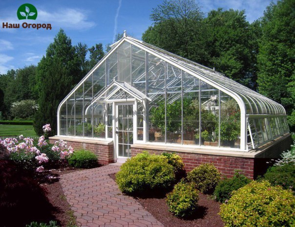 Greenhouse Edelweiss