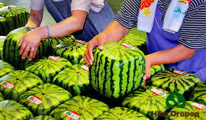 Di kedai-kedai untuk semangka persegi selalu ada permintaan besar dan harga tinggi.